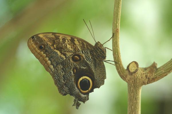 Tipos de mariposas - Mariposa búho (Caligo memnon)