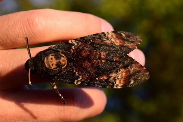 Tipos de mariposas - Mariposa calavera (Acherontia atropos)
