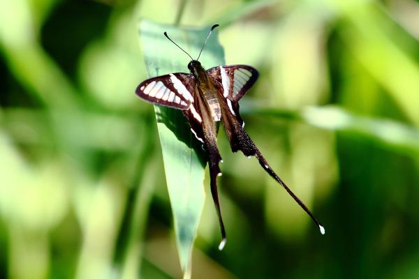 Tipos de mariposas - Mariposa cola de dragón verde (Lamproptera meges)