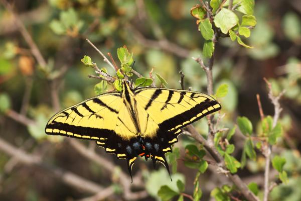 Tipos de mariposas - Mariposa cometa Xochiquetzal (Papilio multicaudata)