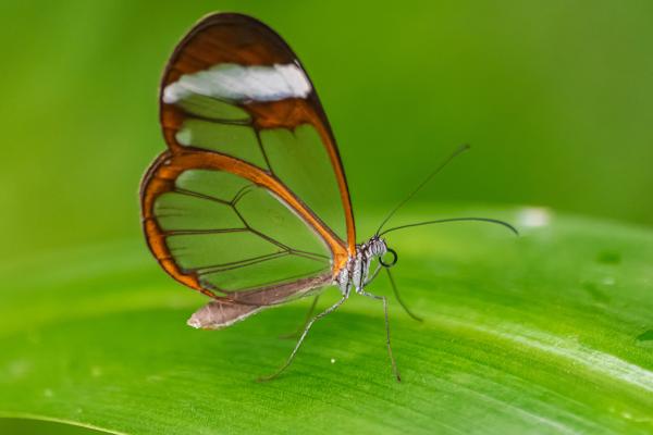 Tipos de mariposas - Mariposa de cristal o espejito (Greta oto)