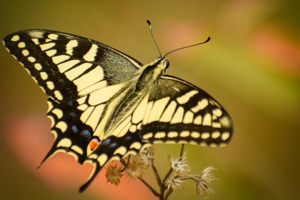 Tipos de mariposas - Mariposa macaón (Papilio machaon)