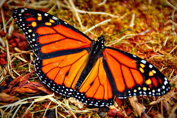 Tipos de mariposas - Mariposa monarca (Danaus plexippus)