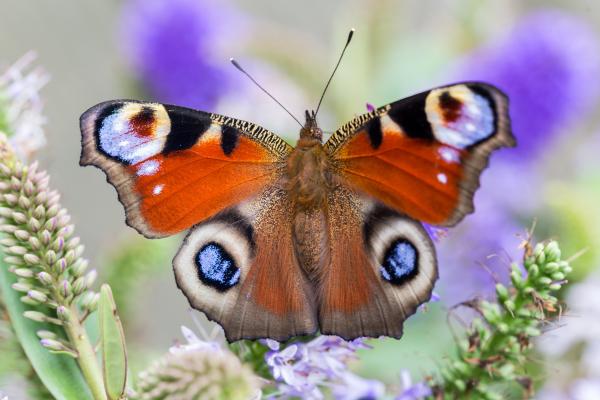 Tipos de mariposas - Mariposa pavo real (Aglais io)