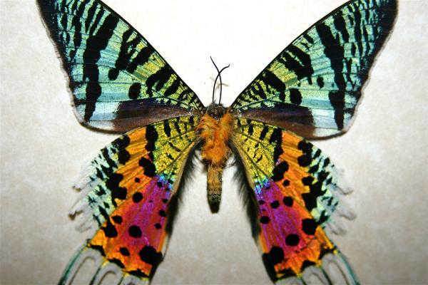 Tipos de mariposas - Mariposa reina de Madagascar (Chrysiridia rhipheus)
