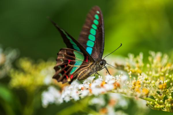 Tipos de mariposas - Mariposa triángulo azul (Graphium sarpedon)