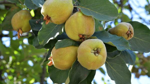 Los 5 árboles que conviene plantar este otoño en el jardín: llenan de color el exterior y crecen fuertes - Membrillero: frutos amarillos y aromáticos