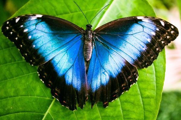 Tipos de mariposas - Morfo azul (Morpho peleides)