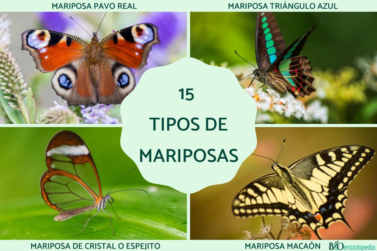 Tipos de mariposas