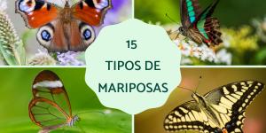 Tipos de mariposas