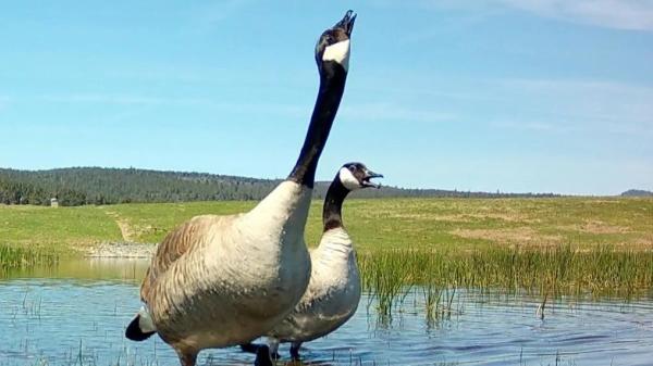 Una pareja de Oregón tenía un terreno demasiado húmedo para cultivar heno y demasiado seco para la fauna: lo transformaron en un humedal y las aves llegaron en pocos días - Patos, grullas y otras aves llegaron pocos días después