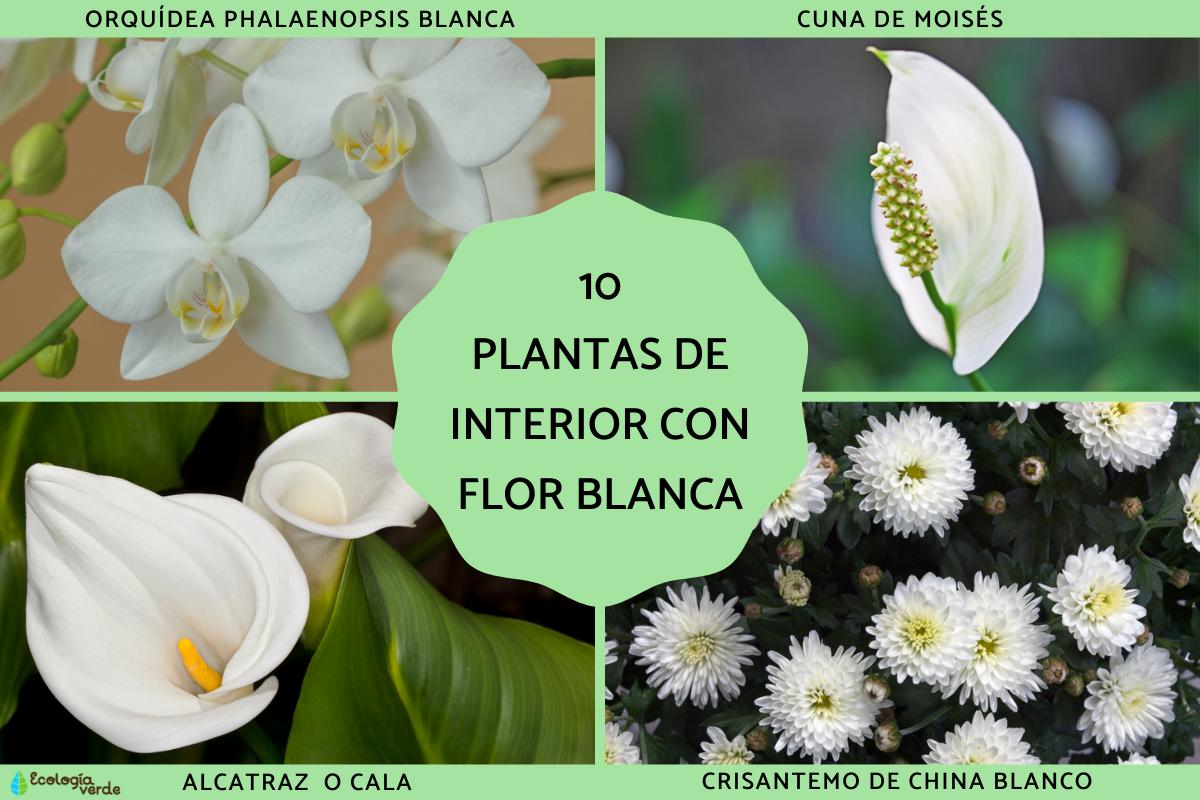 Plantas de interior con flor blanca