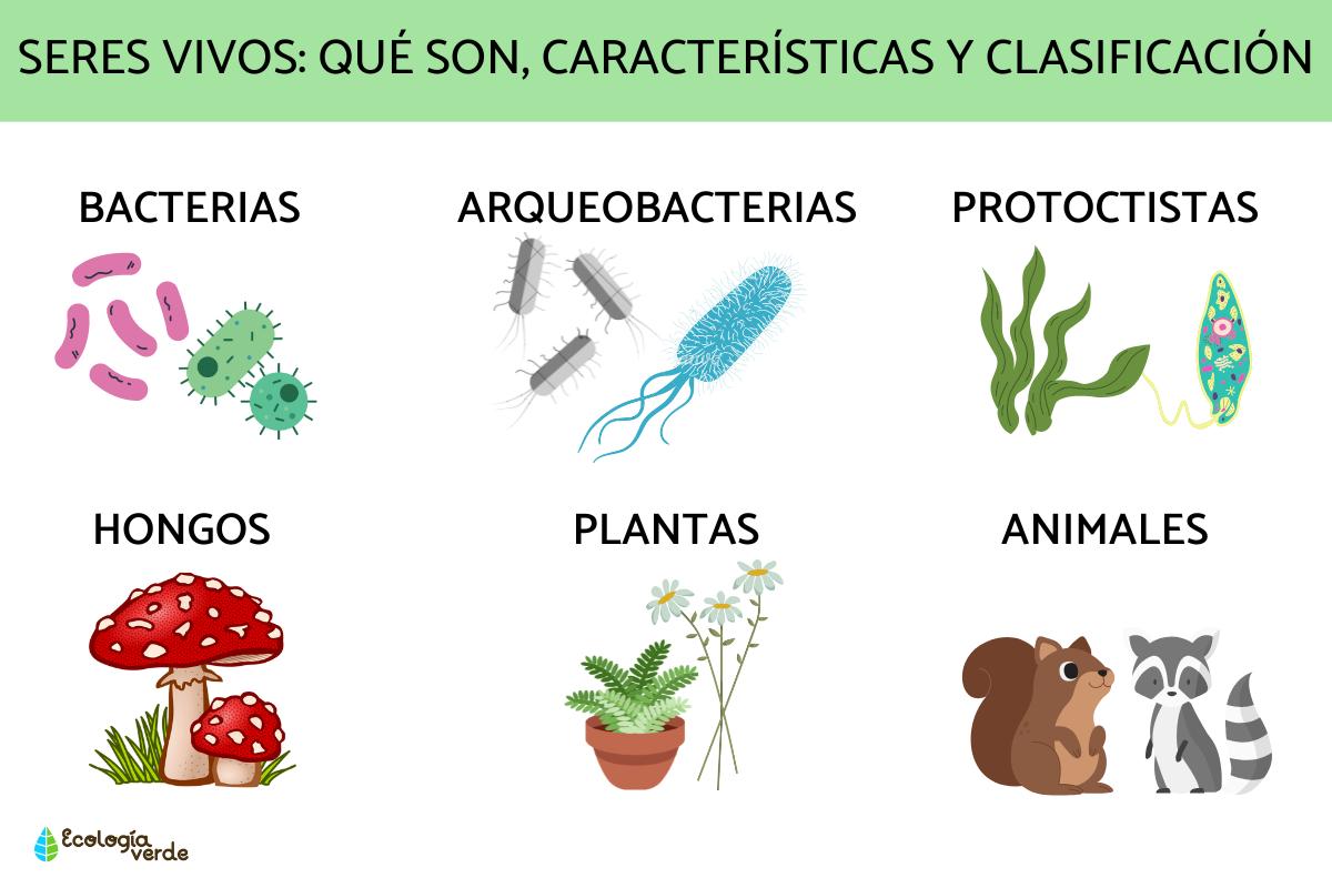 Seres vivos: qué son, características y clasificación