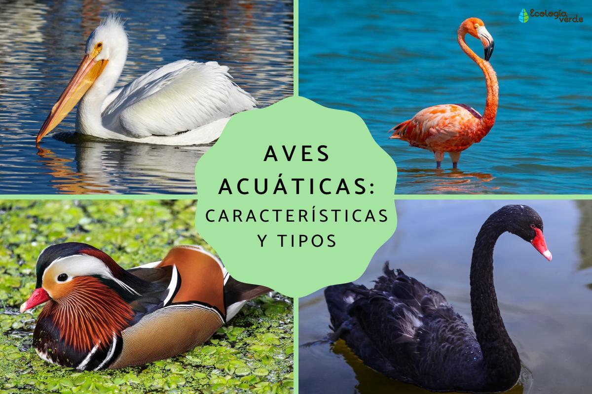 Aves acuáticas: características, tipos y nombres