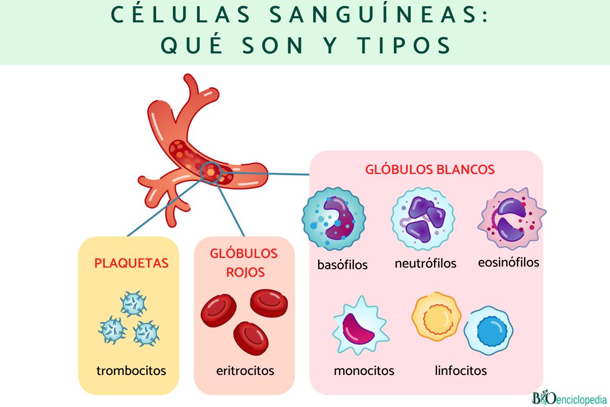 Células sanguíneas: qué son y tipos