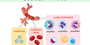 Células sanguíneas: qué son y tipos