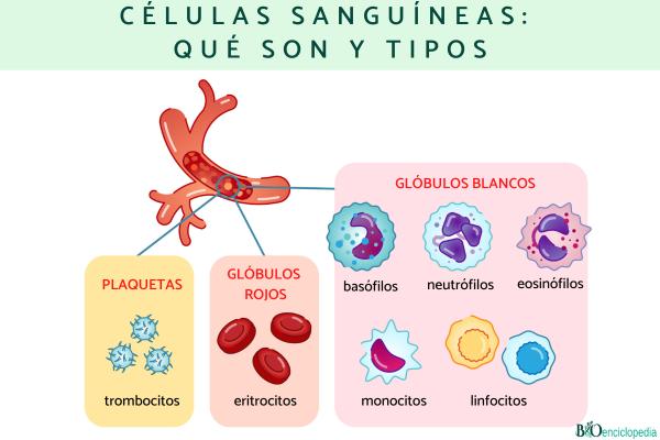 Células sanguíneas: qué son y tipos