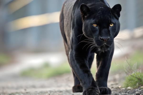 Pantera negra: qué animal es, características, dónde vive, qué come y curiosidades - ¿Está en peligro de extinción la pantera negra?