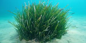 Esta es la planta poco conocida del mar Mediterráneo que podría salvarlo: "Es fundamental para el equilibrio de los ecosistemas marinos"