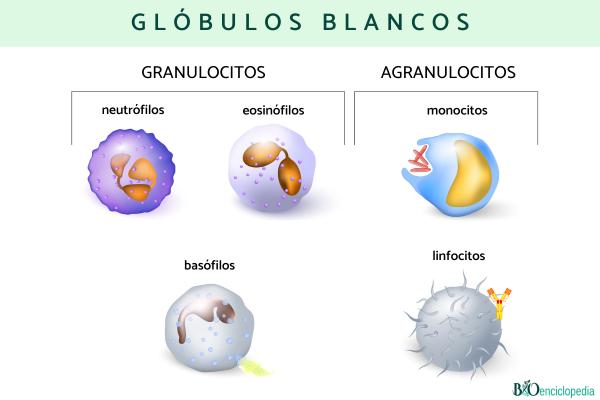 Células sanguíneas: qué son y tipos - Glóbulos blancos (leucocitos) 