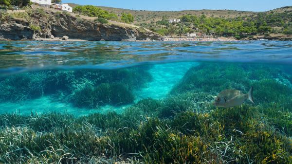 Esta es la planta poco conocida del mar Mediterráneo que podría salvarlo: "Es fundamental para el equilibrio de los ecosistemas marinos" - La Posidonia oceánica forma praderas marinas que pueden salvar el Mediterráneo