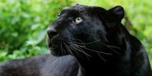 Pantera negra: qué animal es, características, dónde vive, qué come y curiosidades