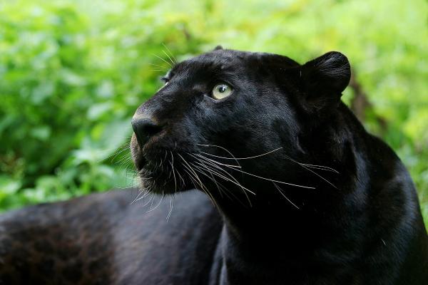 Pantera negra: qué animal es, características, dónde vive, qué come y curiosidades
