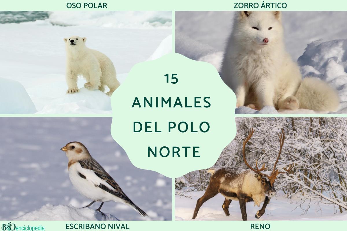 Animales del Polo Norte