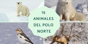 Animales del Polo Norte