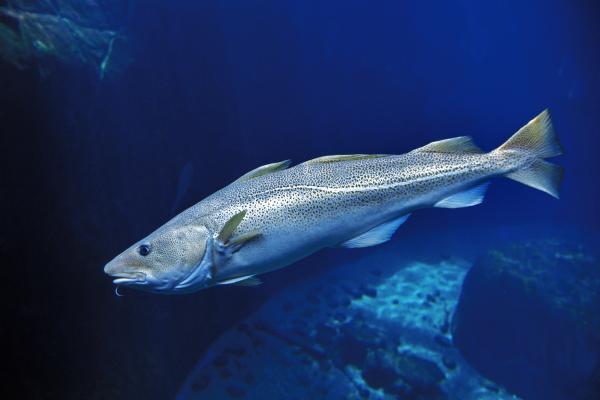 Animales del Polo Norte - Bacalao (Gadus morhua)
