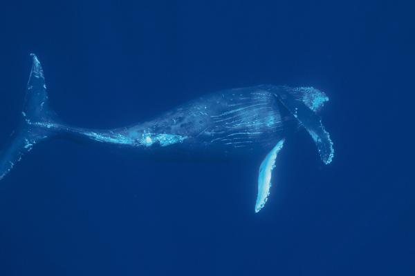 Animales del Polo Norte - Ballena jorobada (Megaptera novaeangliae)