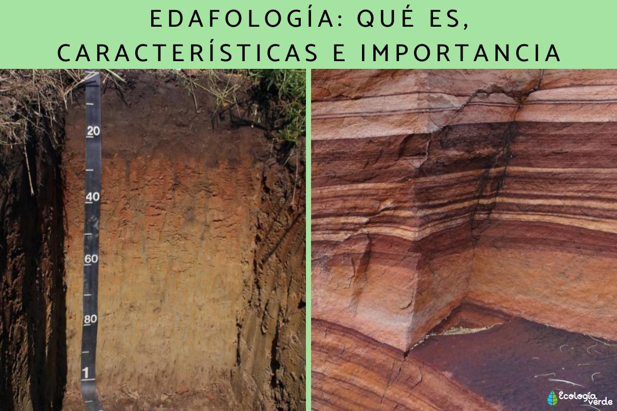 Edafología: qué es, características e importancia