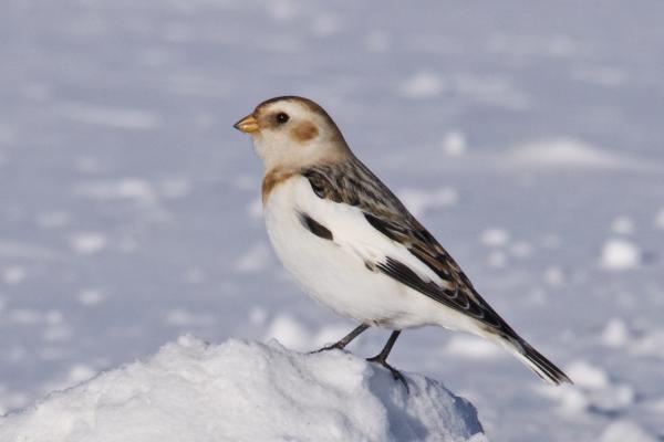 Animales del Polo Norte - Escribano nival (Plectrophenax nivalis)