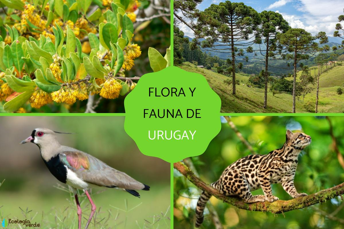 Flora y fauna de Uruguay