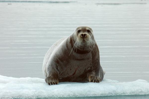 Animales del Polo Norte - Foca anillada (Pusa hispida)