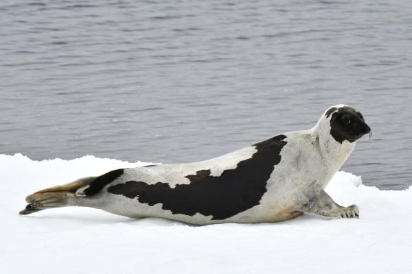 Animales del Polo Norte - Foca polar (Pagophilus groenlandicus)