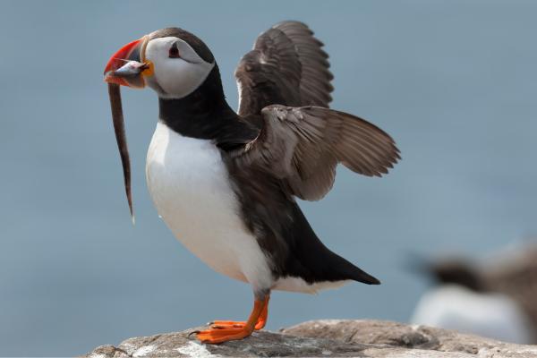 Animales del Polo Norte - Frailecillo atlántico (Fratercula arctica)