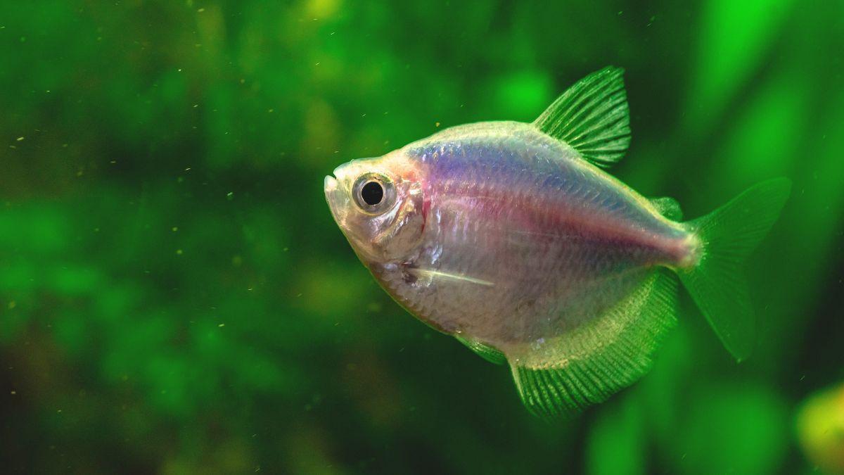 La Amazonía aún esconde secretos: descubren 118 nuevas especies en Ecuador