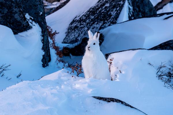 Animales del Polo Norte - Liebre ártica (Lepus arcticus) 