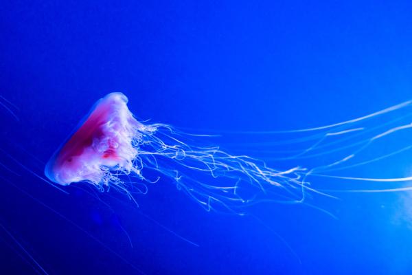 Animales del Polo Norte - Medusa melena de león ártica (Cyanea capillata)