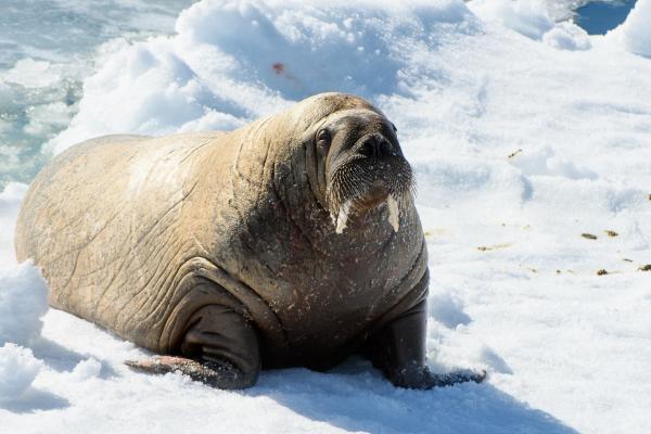 Animales del Polo Norte - Morsa (Odobenus rosmarus)