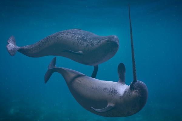 Animales del Polo Norte - Narval (Monodon monoceros)