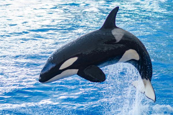Animales del Polo Norte - Orca (Orcinus orca)