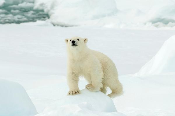 Animales del Polo Norte - Oso polar (Ursus maritimus)