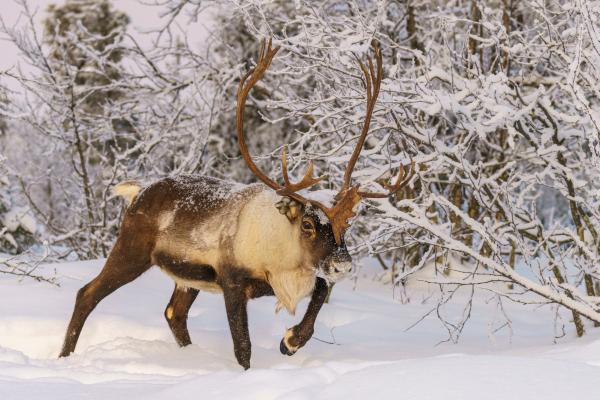 Animales del Polo Norte - Reno (Rangifer tarandus)