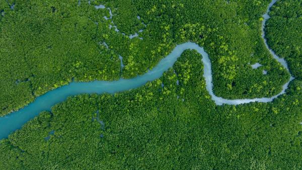 La Amazonía aún esconde secretos: descubren 118 nuevas especies en Ecuador - Un rincón oculto de la Amazonía: el río Conambo 