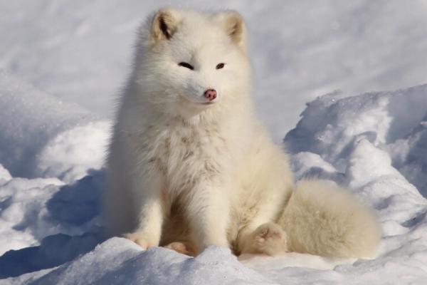Animales del Polo Norte - Zorro ártico (Vulpes lagopus)