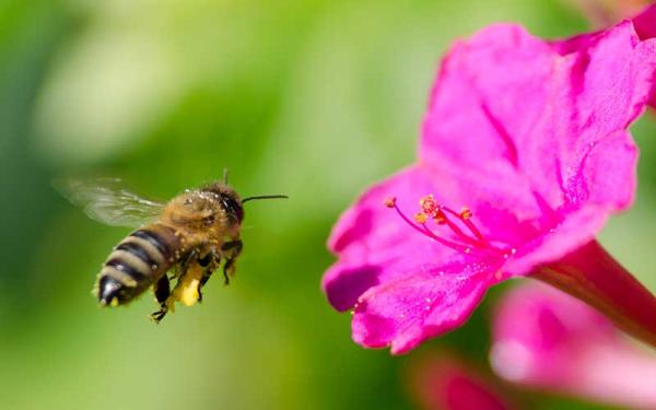 Abeja - Características de las abejas