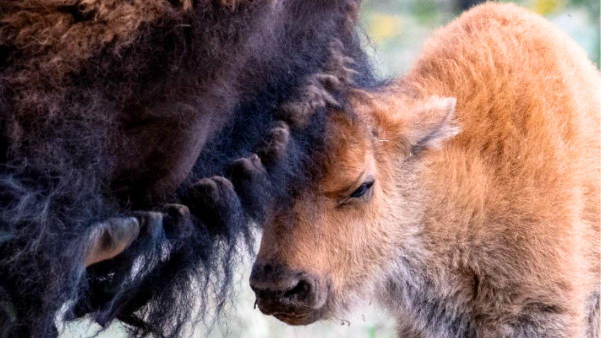El bisonte americano vuelve a Sonora: nacen las primeras crías tras 200 años
