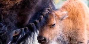 El bisonte americano vuelve a Sonora: nacen las primeras crías tras 200 años